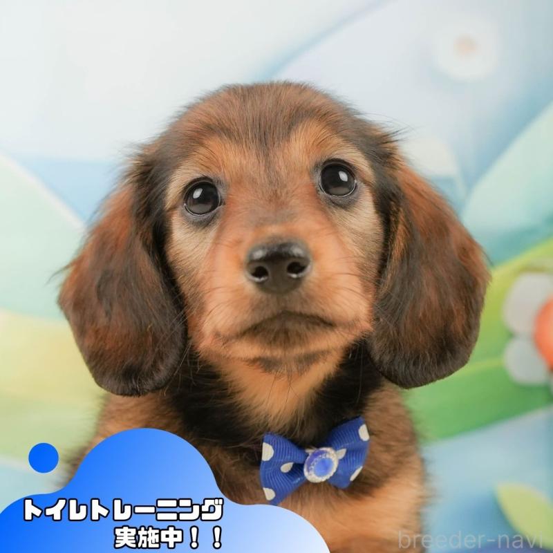 販売中の静岡県のミニチュアダックスフンド(ロングヘアード)-439050