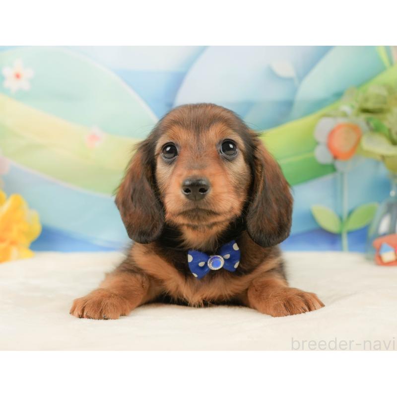 販売中の静岡県のミニチュアダックスフンド(ロングヘアード)-439050の12枚目