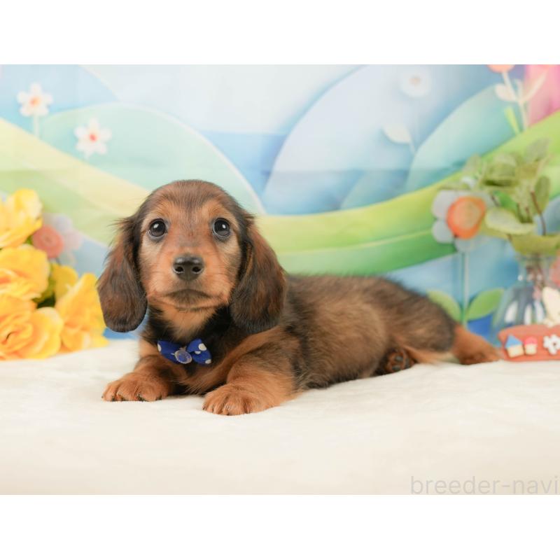 販売中の静岡県のミニチュアダックスフンド(ロングヘアード)-439050の10枚目