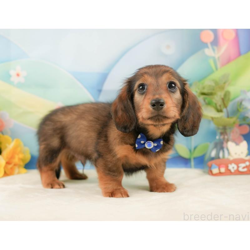 販売中の静岡県のミニチュアダックスフンド(ロングヘアード)-439050の9枚目