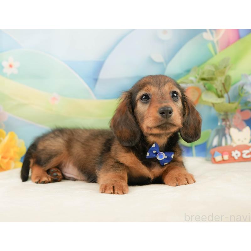 販売中の静岡県のミニチュアダックスフンド(ロングヘアード)-439050の8枚目