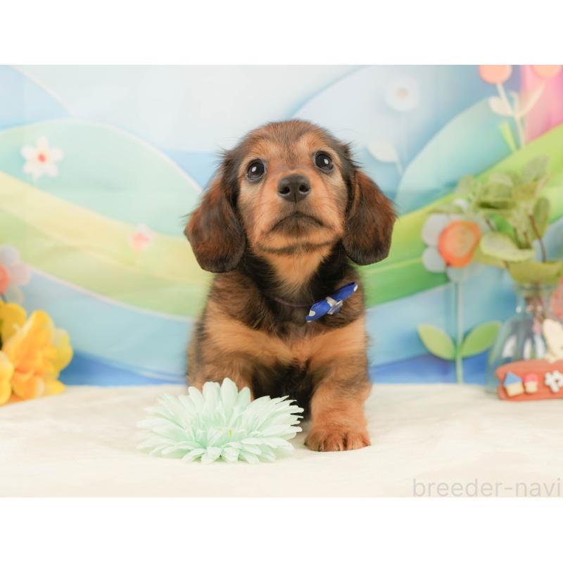 販売中の静岡県のミニチュアダックスフンド(ロングヘアード)-439050の6枚目