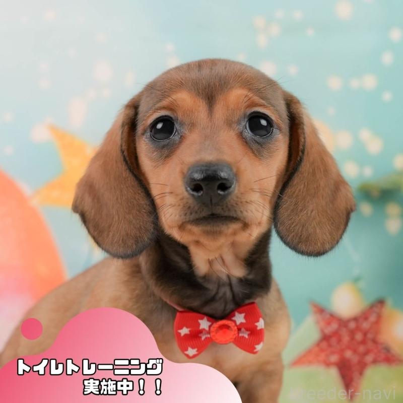 販売中の静岡県のミニチュアダックスフンド(スムースヘアード)-439049