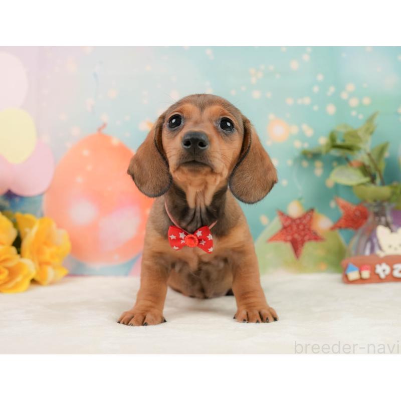 販売中の静岡県のミニチュアダックスフンド(スムースヘアード)-439049の12枚目