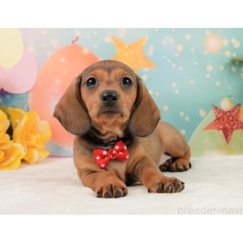 販売中の静岡県のミニチュアダックスフンド(スムースヘアード)-439049の11枚目