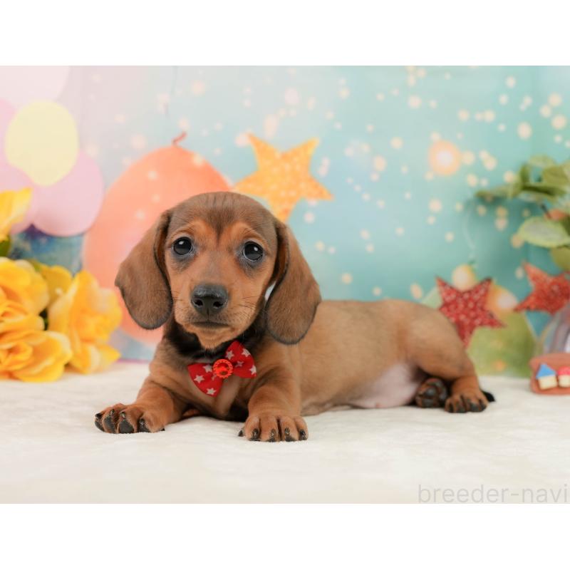 販売中の静岡県のミニチュアダックスフンド(スムースヘアード)-439049の8枚目