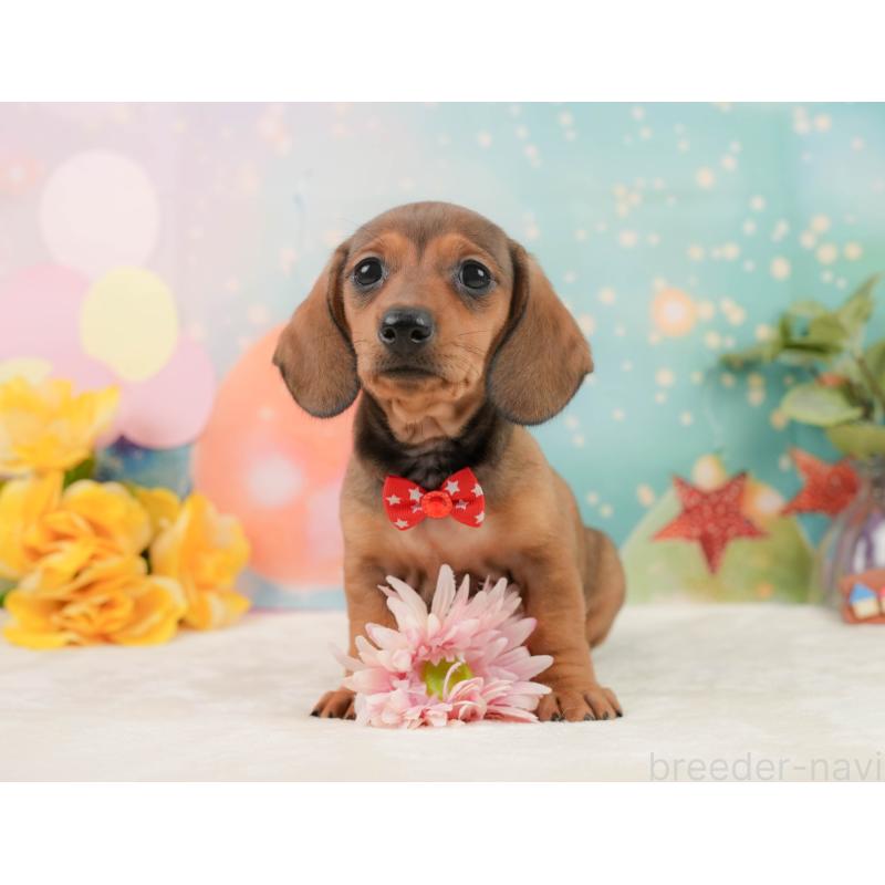 販売中の静岡県のミニチュアダックスフンド(スムースヘアード)-439049の7枚目