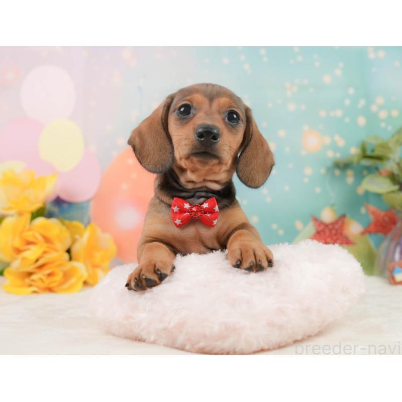 販売中の静岡県のミニチュアダックスフンド(スムースヘアード)-439049の6枚目