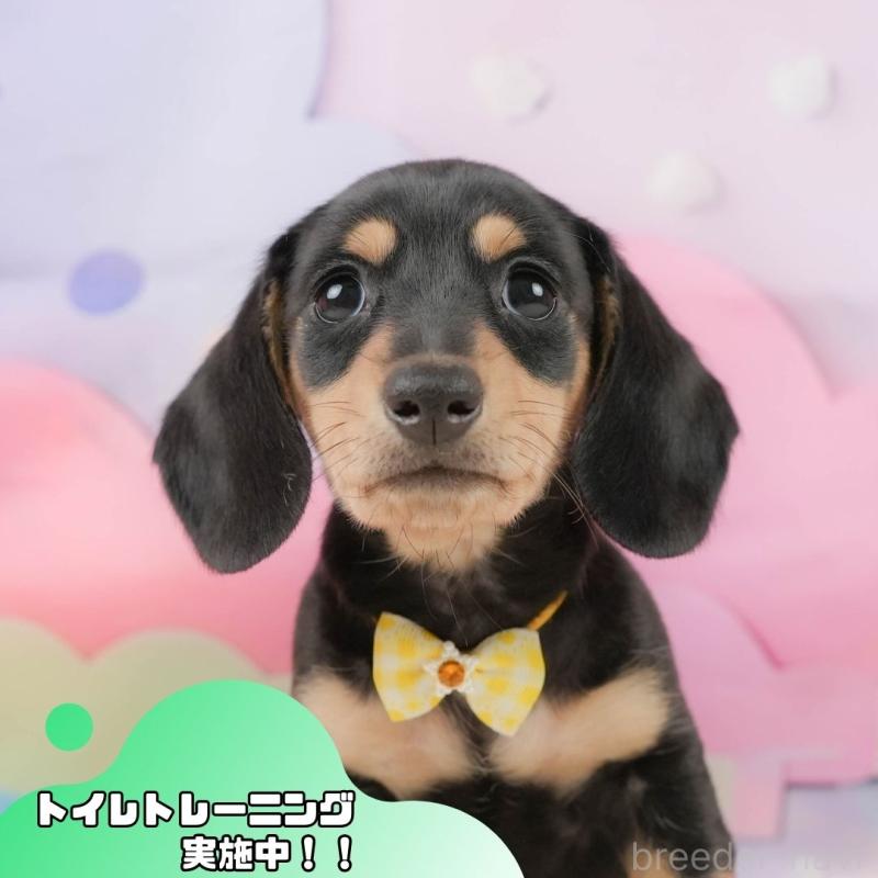 販売中の静岡県のミニチュアダックスフンド(スムースヘアード)-439048