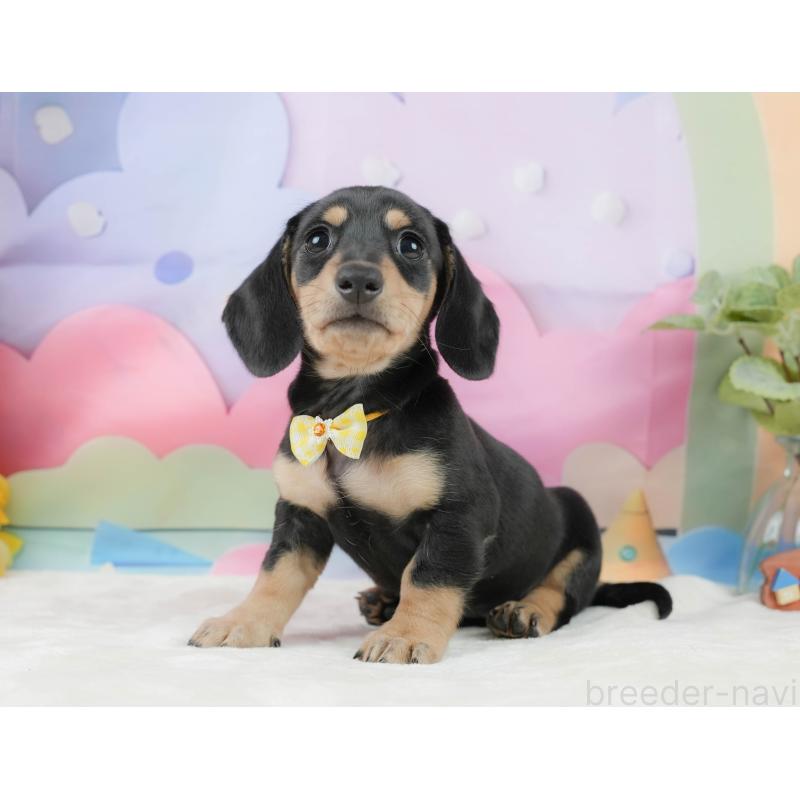 販売中の静岡県のミニチュアダックスフンド(スムースヘアード)-439048の12枚目