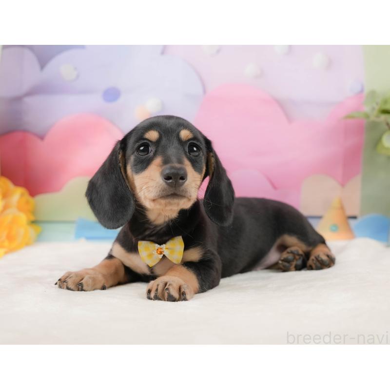 販売中の静岡県のミニチュアダックスフンド(スムースヘアード)-439048の11枚目
