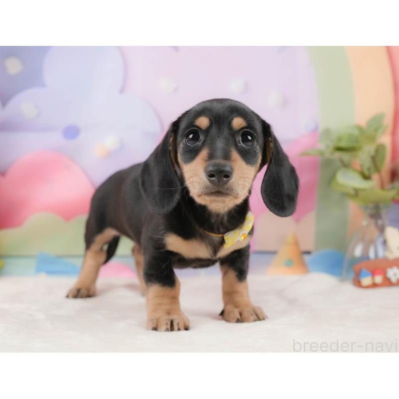 販売中の静岡県のミニチュアダックスフンド(スムースヘアード)-439048の10枚目