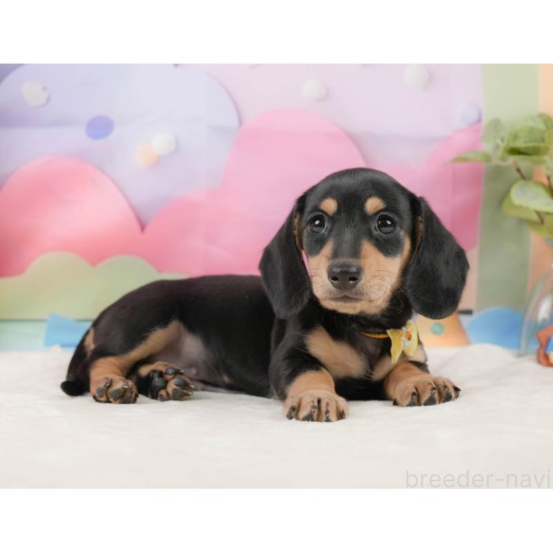 販売中の静岡県のミニチュアダックスフンド(スムースヘアード)-439048の9枚目