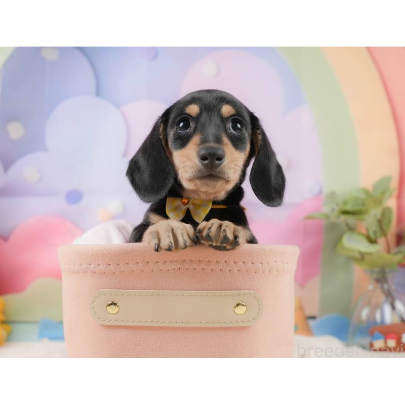 販売中の静岡県のミニチュアダックスフンド(スムースヘアード)-439048の8枚目