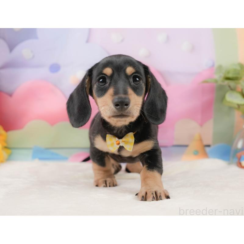 販売中の静岡県のミニチュアダックスフンド(スムースヘアード)-439048の7枚目
