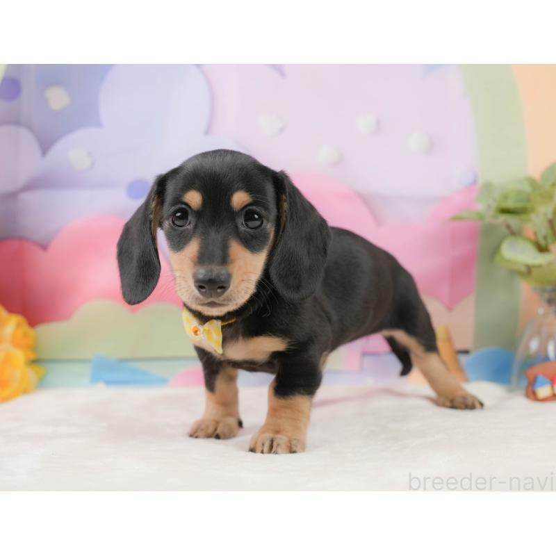 販売中の静岡県のミニチュアダックスフンド(スムースヘアード)-439048の6枚目