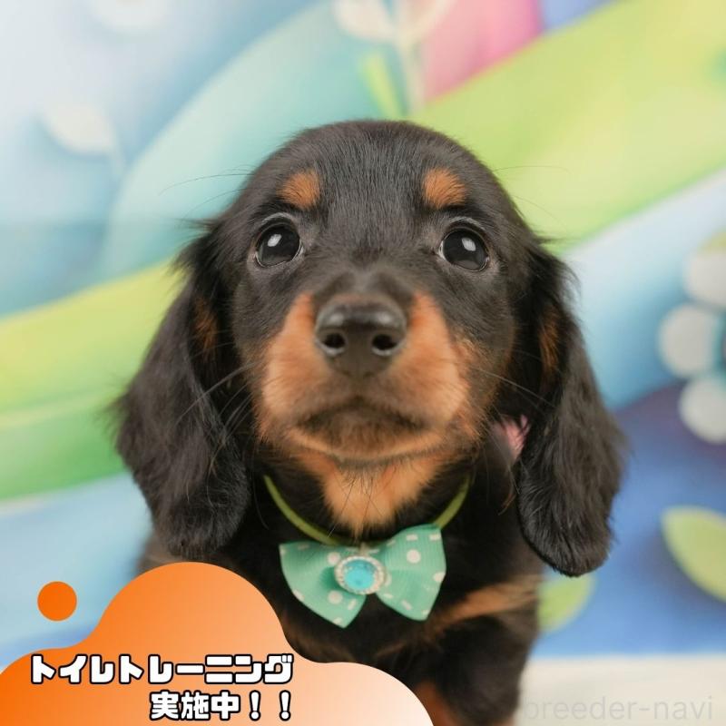 販売中の静岡県のミニチュアダックスフンド(ロングヘアード)-439047の1枚目
