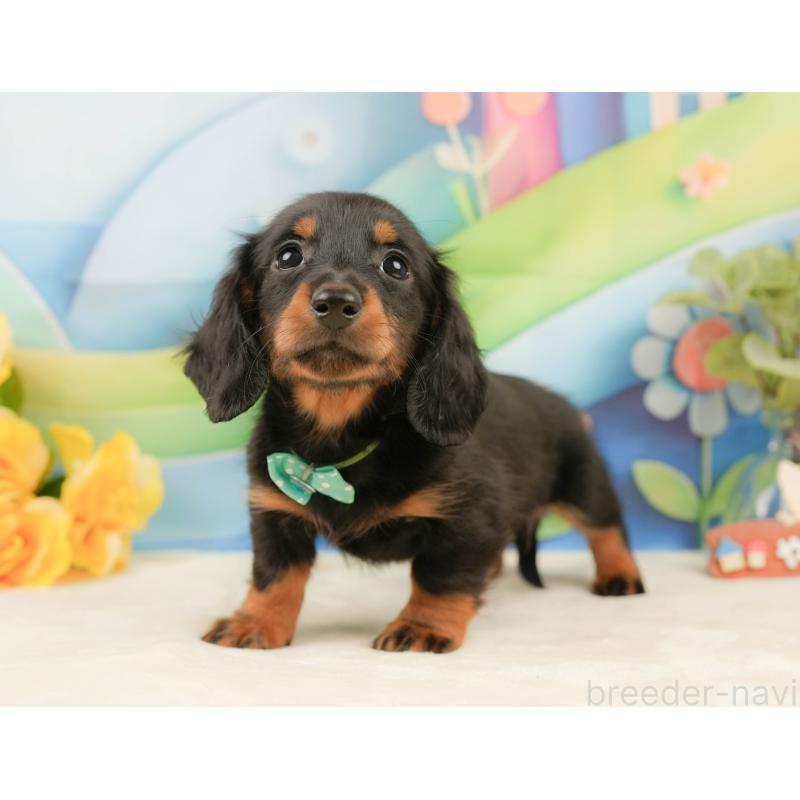 販売中の静岡県のミニチュアダックスフンド(ロングヘアード)-439047の12枚目