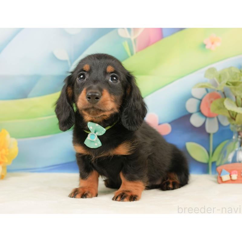 販売中の静岡県のミニチュアダックスフンド(ロングヘアード)-439047の11枚目