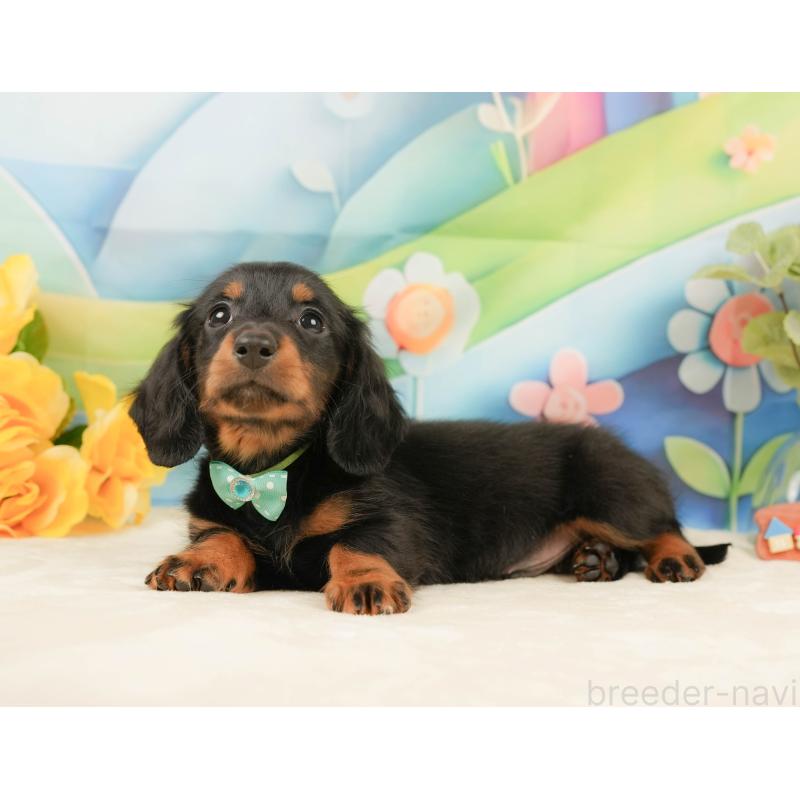 販売中の静岡県のミニチュアダックスフンド(ロングヘアード)-439047の10枚目