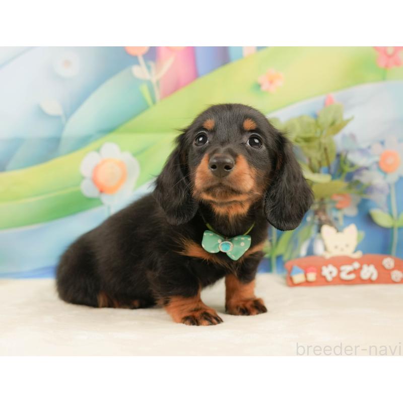 販売中の静岡県のミニチュアダックスフンド(ロングヘアード)-439047の9枚目