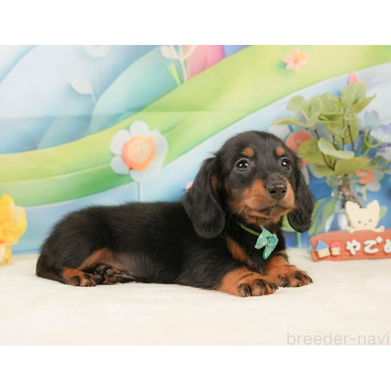 販売中の静岡県のミニチュアダックスフンド(ロングヘアード)-439047の8枚目