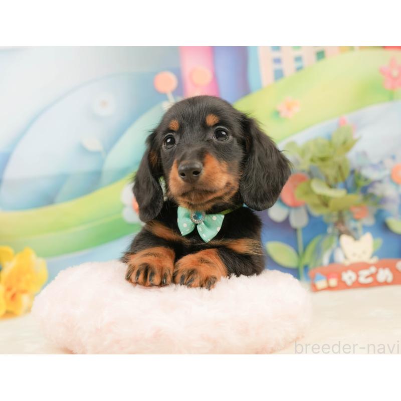 販売中の静岡県のミニチュアダックスフンド(ロングヘアード)-439047の7枚目