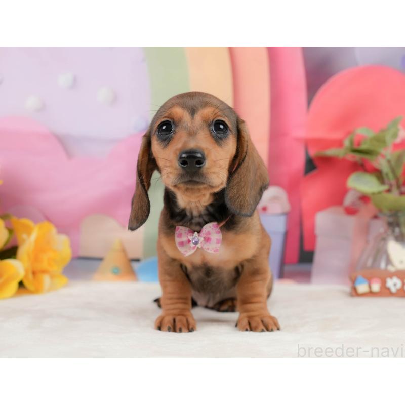 販売中の静岡県のミニチュアダックスフンド(スムースヘアード)-439046の12枚目