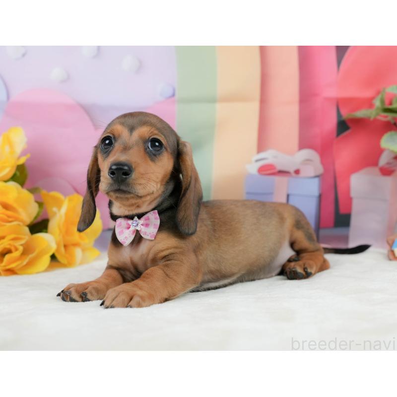 販売中の静岡県のミニチュアダックスフンド(スムースヘアード)-439046の10枚目