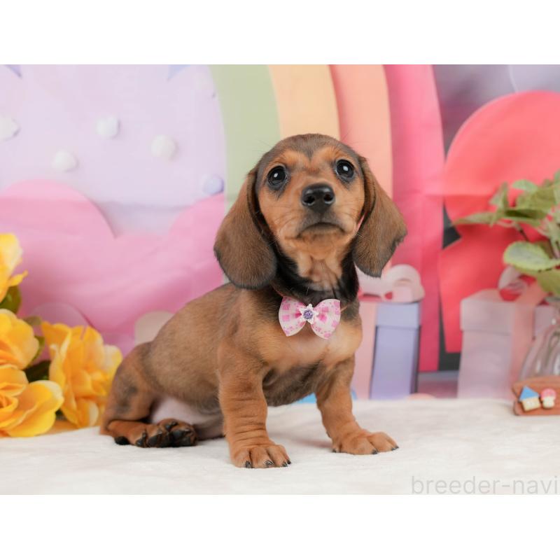 販売中の静岡県のミニチュアダックスフンド(スムースヘアード)-439046の9枚目