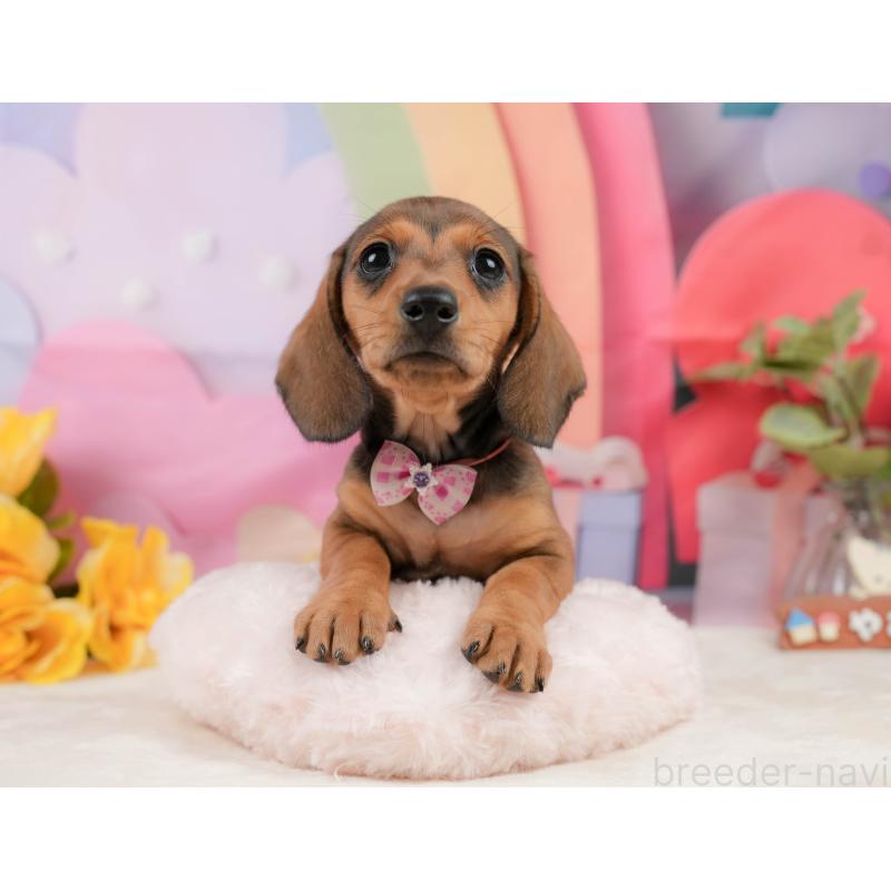 販売中の静岡県のミニチュアダックスフンド(スムースヘアード)-439046の7枚目