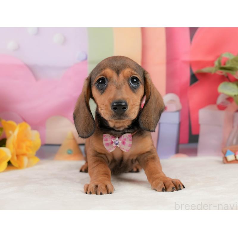 販売中の静岡県のミニチュアダックスフンド(スムースヘアード)-439046の6枚目