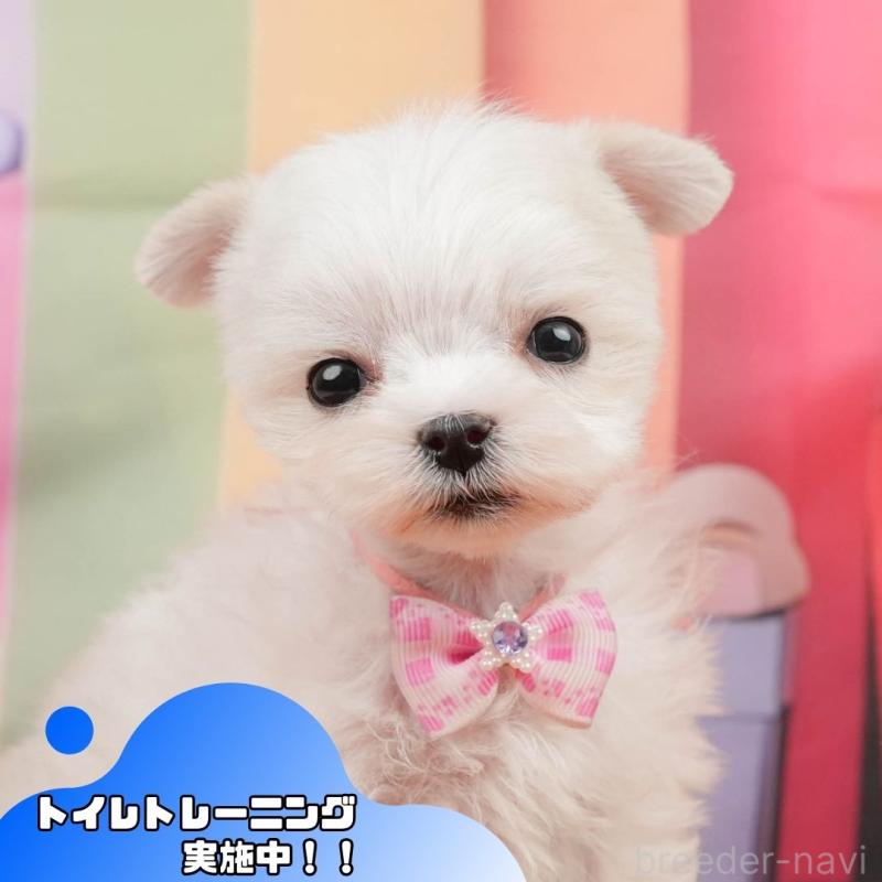 販売中の静岡県のマルチーズ-439044の11枚目