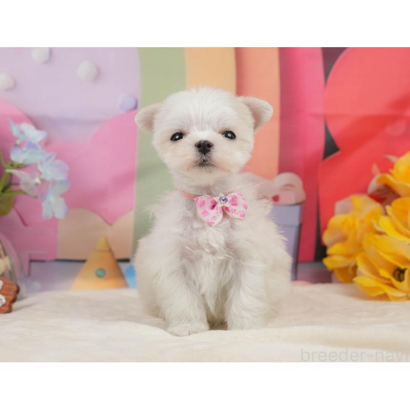 販売中の静岡県のマルチーズ-439044の10枚目