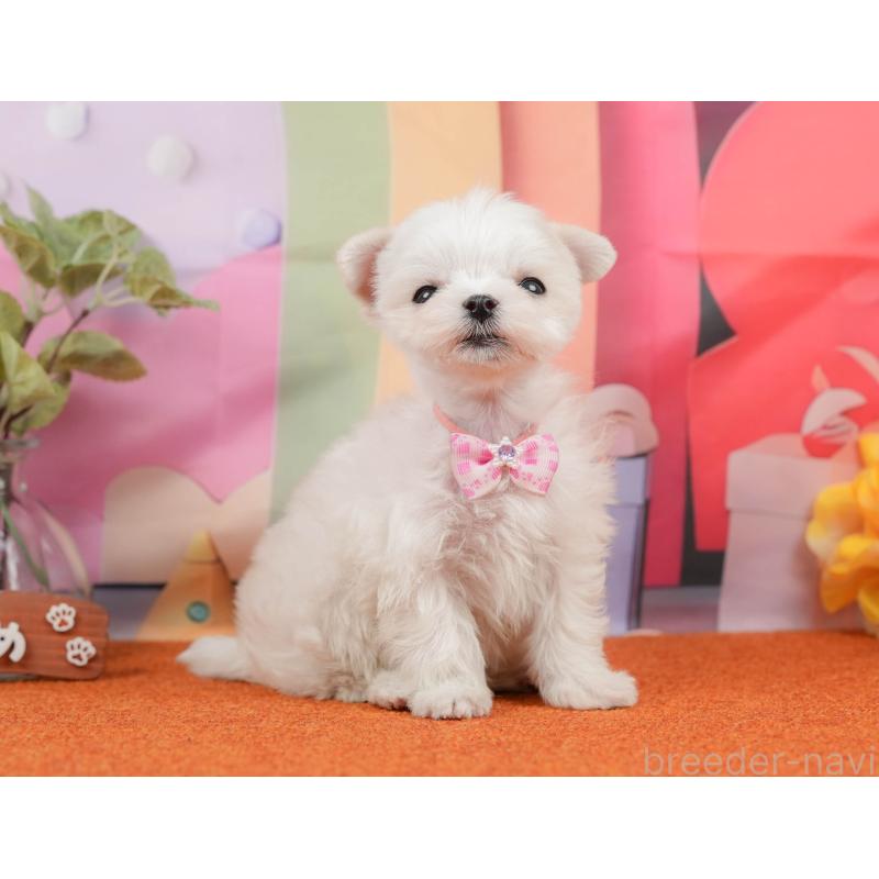 販売中の静岡県のマルチーズ-439044の8枚目