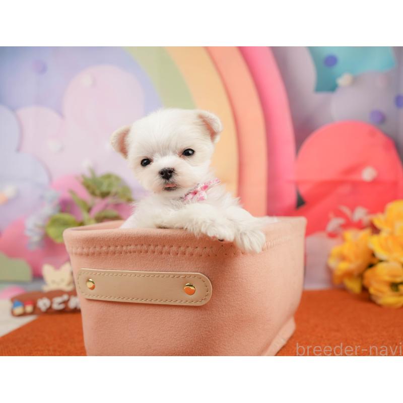 販売中の静岡県のマルチーズ-439044の7枚目