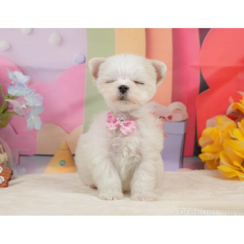 販売中の静岡県のマルチーズ-439044の6枚目