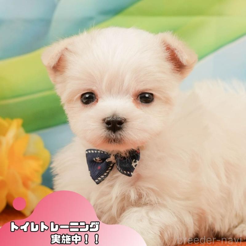 販売中の静岡県のマルチーズ-439042の1枚目