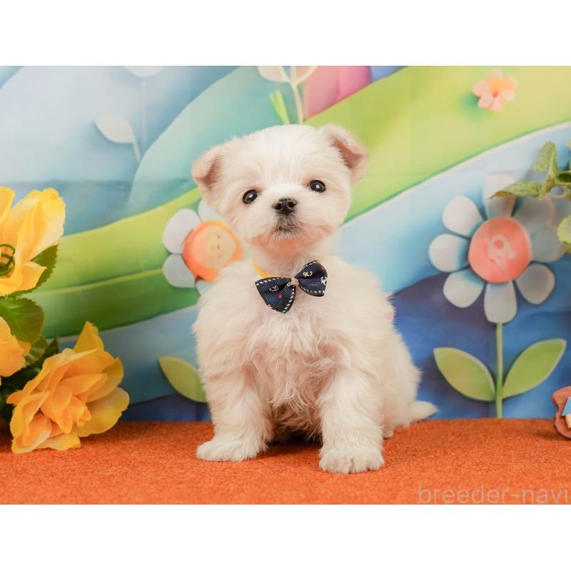 販売中の静岡県のマルチーズ-439042の12枚目