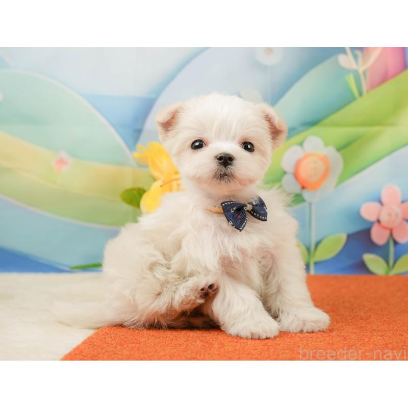 販売中の静岡県のマルチーズ-439042の11枚目