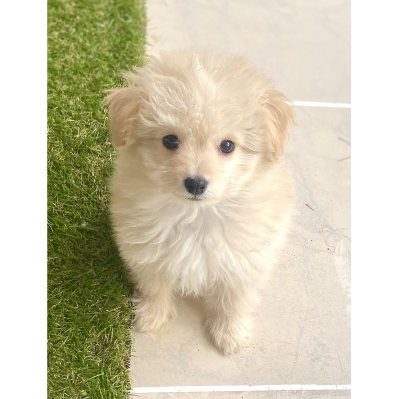 販売中の静岡県のポメプー:ポメラニアン×トイプードル-438888の3枚目