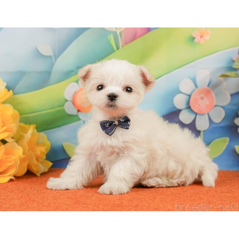 販売中の静岡県のマルチーズ-439042の9枚目