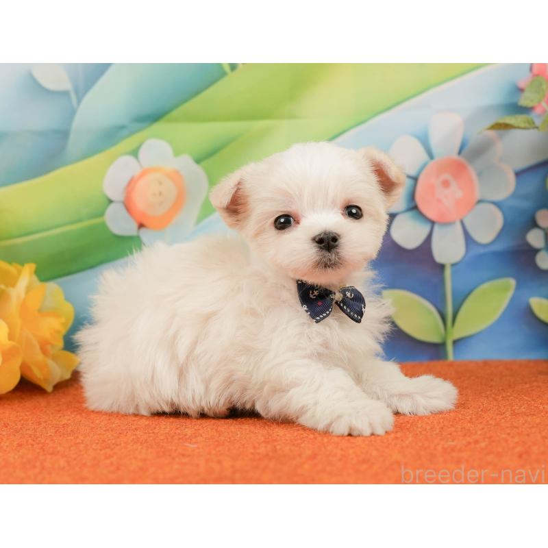 販売中の静岡県のマルチーズ-439042の8枚目