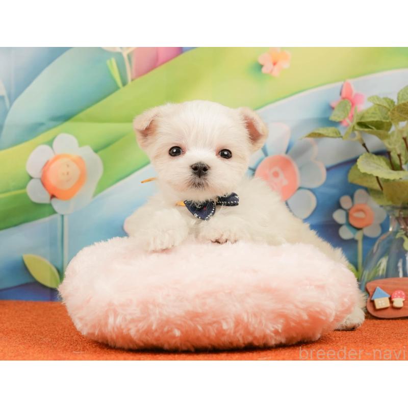 販売中の静岡県のマルチーズ-439042の7枚目