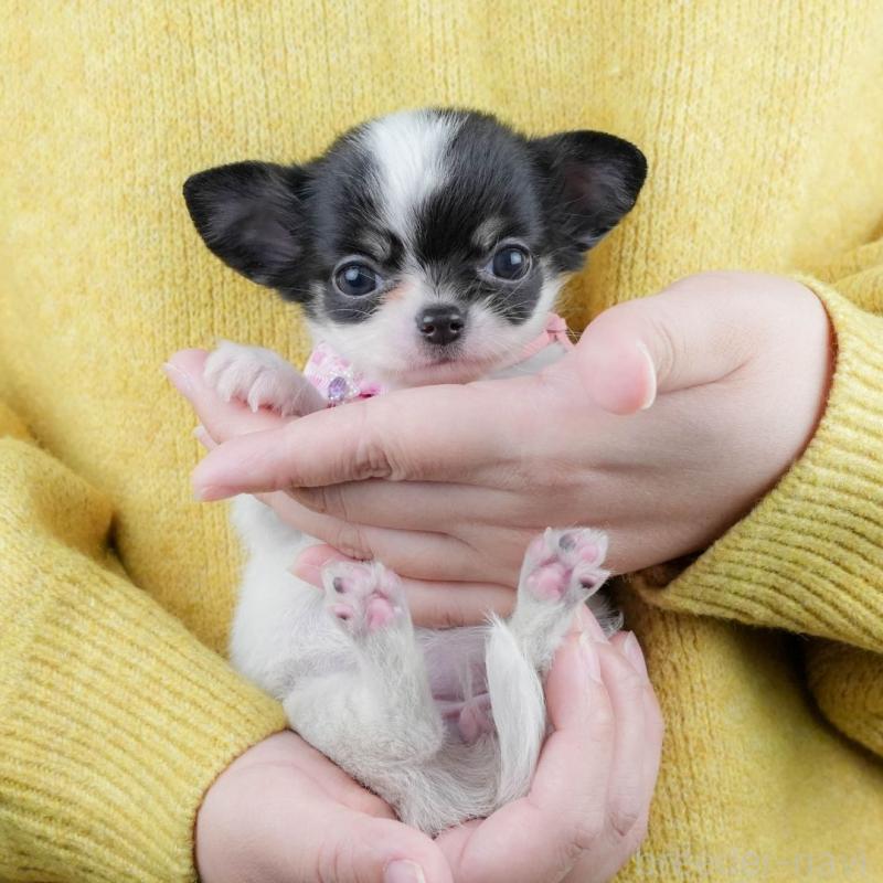 販売中の静岡県のチワワ(ロングコート)-439041の1枚目