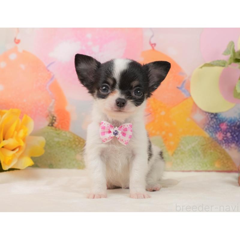 販売中の静岡県のチワワ(ロングコート)-439041の12枚目