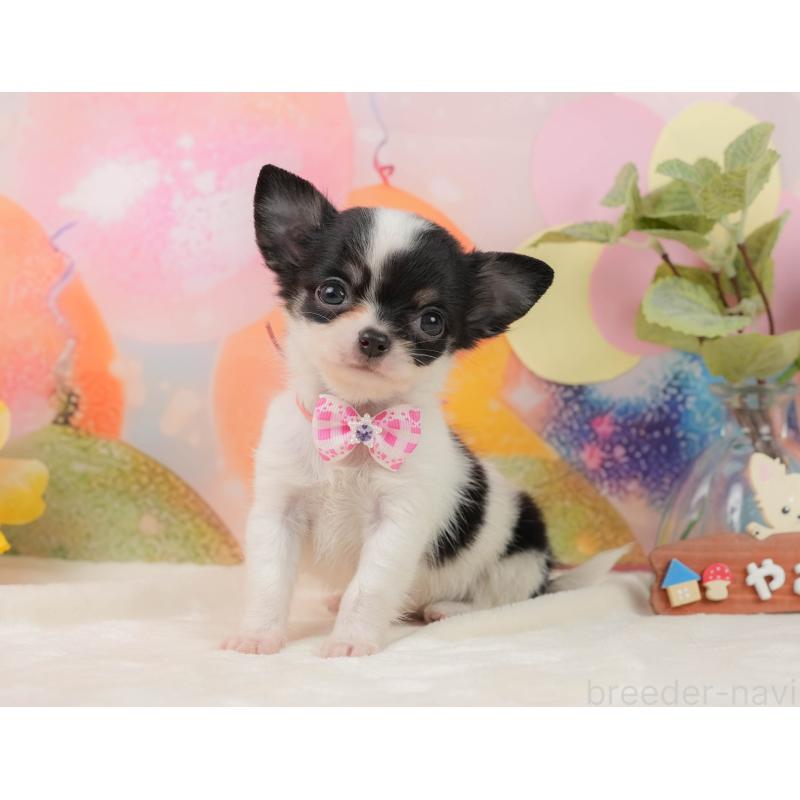 販売中の静岡県のチワワ(ロングコート)-439041の9枚目