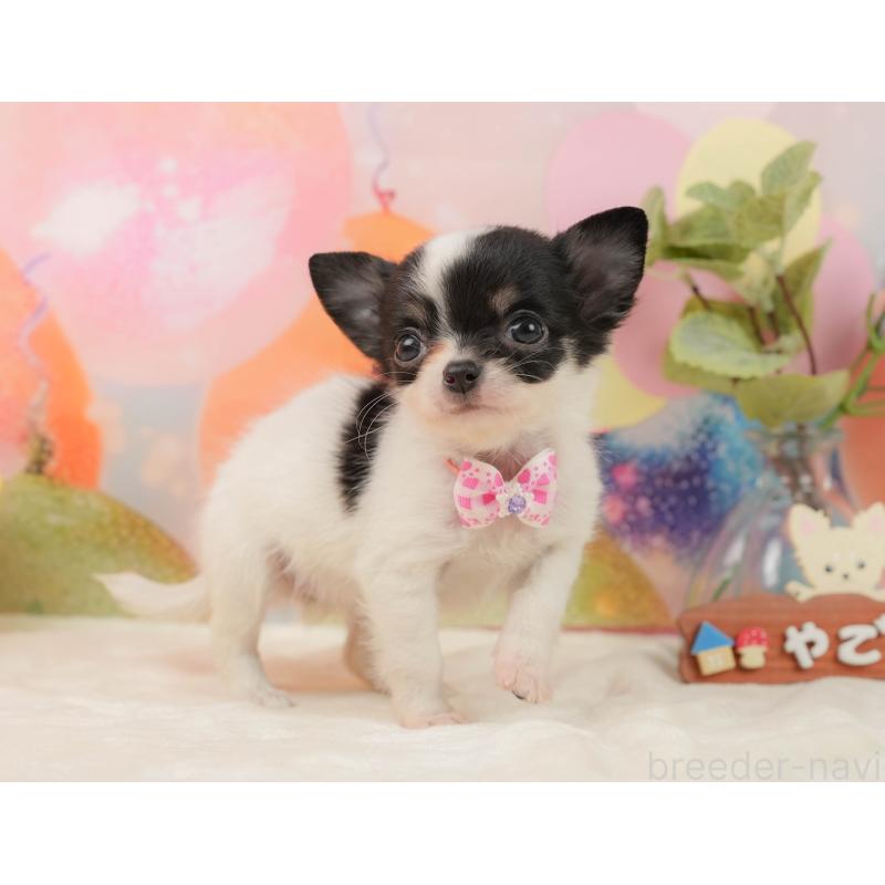 販売中の静岡県のチワワ(ロングコート)-439041の8枚目