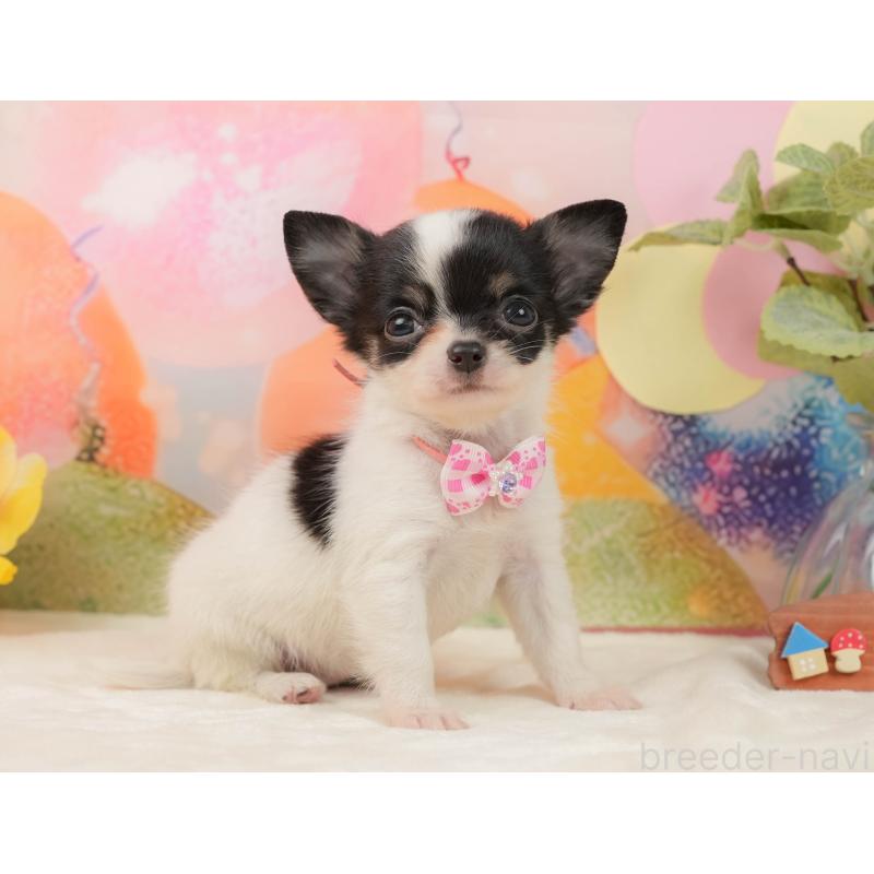 販売中の静岡県のチワワ(ロングコート)-439041の7枚目