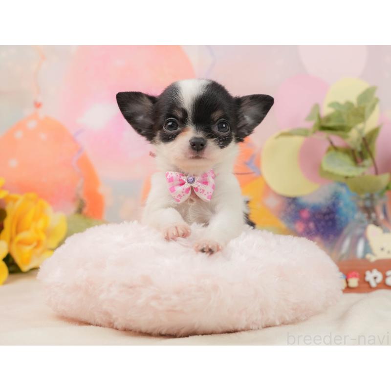 販売中の静岡県のチワワ(ロングコート)-439041の6枚目